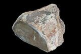 Polished Dinosaur Bone (Gembone) Section - Colorado #96439-2